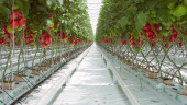 Агротекстиль Agrojutex белый 100г/м2 - 2.10x100м
